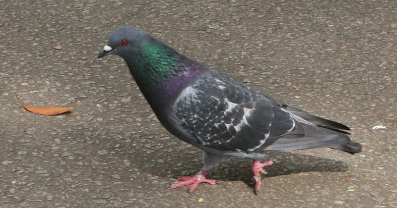 15200936824191 800x420 1512666986 Those Pigeons You Hate So Much? Turns Out They May Actually Be Pretty Smart