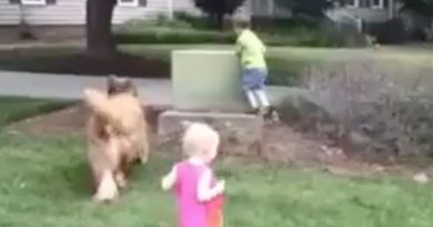 15210441173456 800x420 1461718269 When This Little Boy With Autism Got Too Close To The Road, His Dog Saved The Day