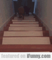 15211304931684 Dog Deals With His Door Phobia