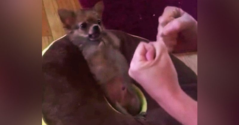 15214760753842 800x420 1449874271 This Spunky Rescued Chihuahua Throws A Mean Left Hook -- And Is Just Too Cute