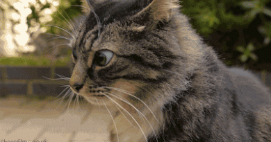 15215625022836 qtgizoba13 Where Will Your Cat Be When The Catnip Kicks In?