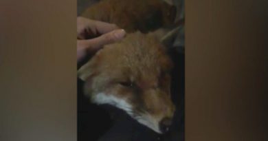 15215625055353 800x420 1480607583 Fox Decides Man Out For A Walk Is His Best Friend...And Won't Let Him Leave