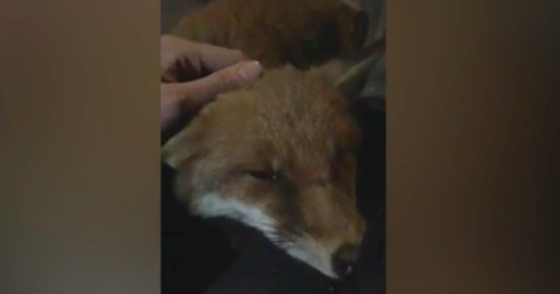 15215625055353 800x420 1480607583 Fox Decides Man Out For A Walk Is His Best Friend...And Won't Let Him Leave