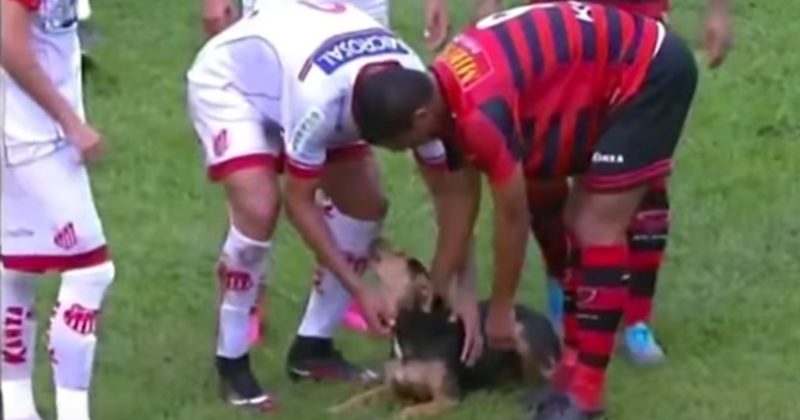 15227720828789 800x420 1459142181 When An Adorable Dog Crashed A Soccer Game, Everyone Fell In Love With Him
