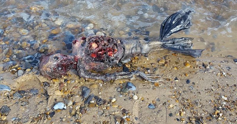 15229448752990 800x420 1476199679 What This Guy Found On The Beach Could Be Proof Of Mermaids...Wait, What?!