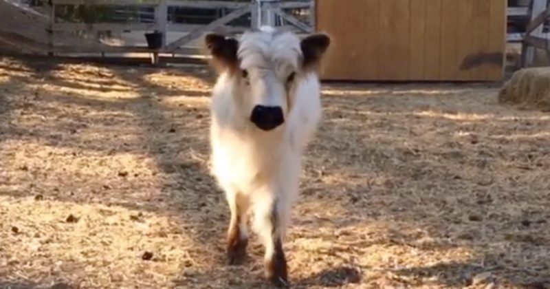 15230312782188 800x420 1471882994 Moochi The Mini Cow Is The Animal Companion You've Always Wanted