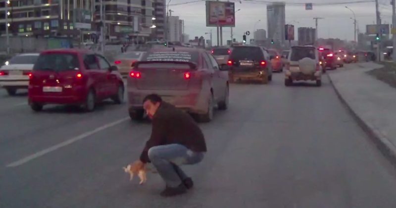 15230312815428 800x420 1481052363 Man Launches Himself Into Traffic To Save Poor Kitten's Life -- What A Close Call!
