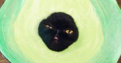 15231177099870 800x420 1477507347 If You Have A Cat, Don't Even Bother Dressing It Up -- This Feline Just Won Halloween