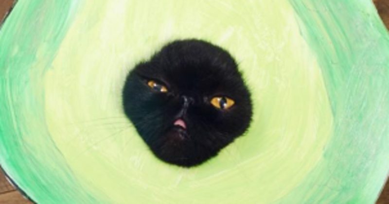 15231177099870 800x420 1477507347 If You Have A Cat, Don't Even Bother Dressing It Up -- This Feline Just Won Halloween