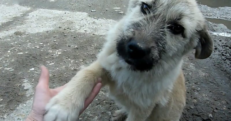 15231177141275 800x420 1458912273 They Saw This Puppy Near A Busy Road, And What Happened Next Melted My Heart