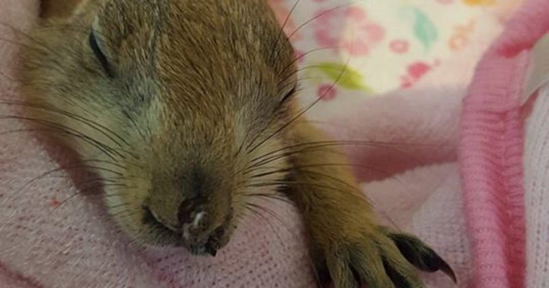 15232040833669 800x420 1497477677 It's Baby Season At This Petting Zoo, And It's Just As Cute As You'd Imagine