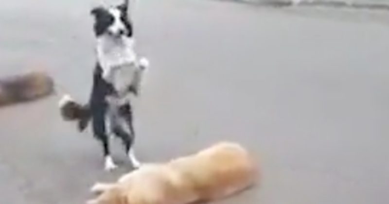 15237225058894 800x420 1482199458 This Talented Dog Blows Away The Competition For The Coolest Trick