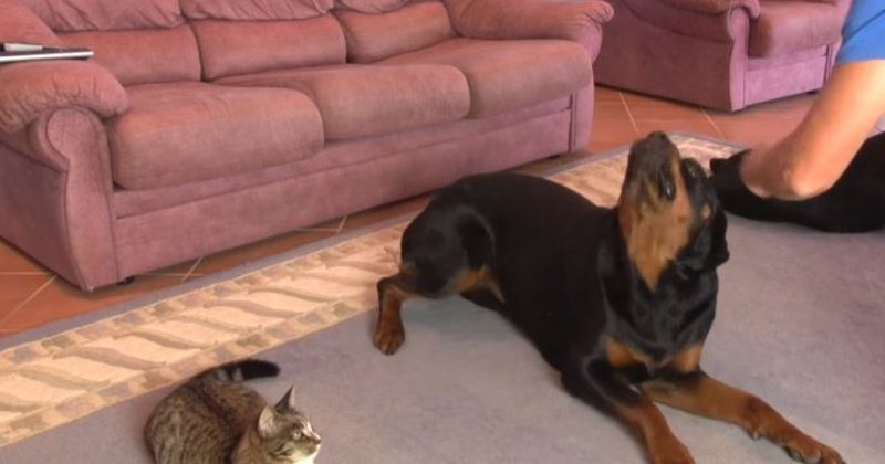 1523895279777 800x420 1494454196 When This Guy Taught His Dogs Some Tricks, His Funny Cat Wanted In On The Action