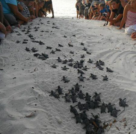 15239816748884 utekacrh08 Large Group Of People Help Guide Baby Turtles