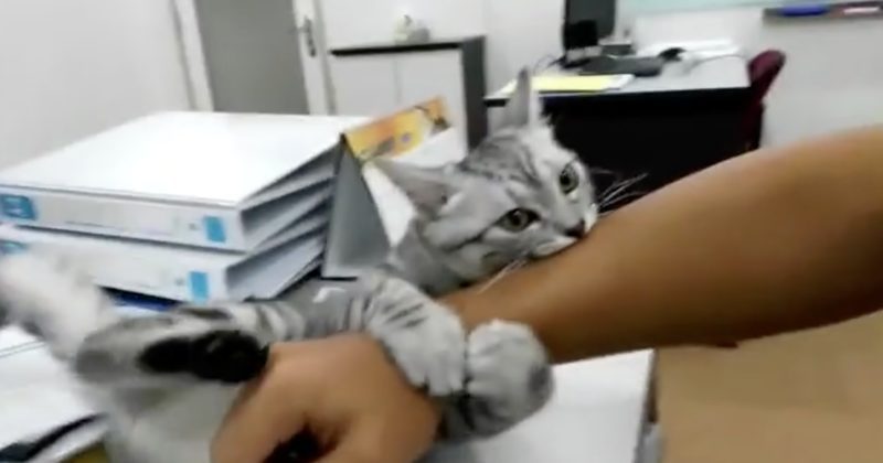 15243272965209 800x420 1474996804 This Cat Really, Really Doesn't Want His Owner To Work Anymore