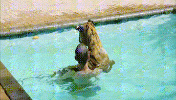 15246729605579 fo46qvcxp8 Going For A Dip With A Tiger