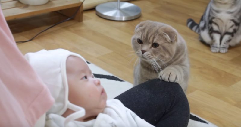 15246729632679 800x420 1452706257 5 Cats Meet Their Baby Brother For The First Time...Get Ready To Laugh!