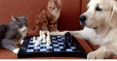15252776809315 8j9chpvuws Peaceful Animal Chess