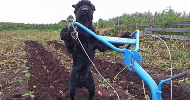 15254505184405 600x315 1412204583 This Dog Puts All Other Farm Dogs To Shame... He Might Put Us ALL To Shame.