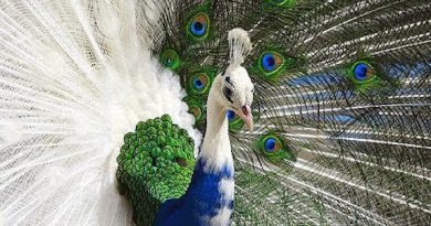15257096846023 600x315 1406691478 These Animals Are Extremely Colorful, And Extremely Weird, Mutants. Check Them Out.