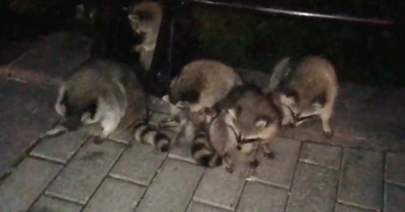 15280425158017 800x420 1507556799 Funny Raccoon Family Knows Where Tourists Hang Out (And How To Get What They Want)