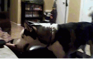 15285608975795 1s9nef2rn9 Have No Idea Why He Afraid