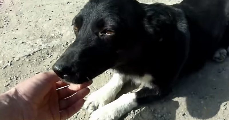 15289064847853 800x420 1464016895 Cute Little Dog Rescued By The Side Of A Dirty Road Turns From Fearful To Happy