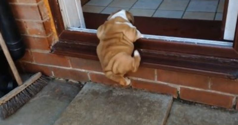 15289928952195 800x420 1474043320 Being Short And Chubby Is A Struggle, Especially For These 22 Dogs And Cats