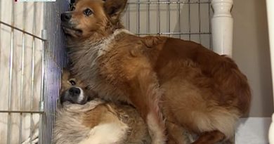 15298568966860 800x420 1459782078 After Being Taken Into A Foster Home, These 2 Dogs Fled And Were Stranded For Weeks