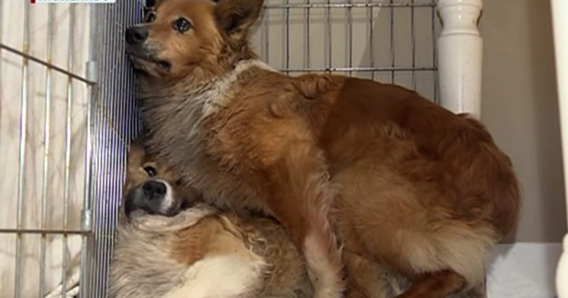 15298568966860 800x420 1459782078 After Being Taken Into A Foster Home, These 2 Dogs Fled And Were Stranded For Weeks 15298568966860 800x420 1459782078 After Being Taken Into A Foster Home, These 2 Dogs Fled And Were Stranded For Weeks