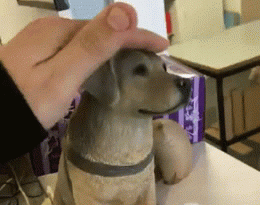 15299432999455 2bq7e9 the dog's frustration is real