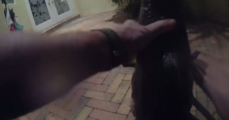 1530548083945 800x420 1501200412 In Florida, Police Officers Double As Gator Wrestlers. Just Ask This Guy.