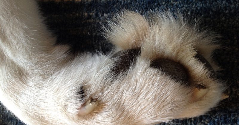 15309800856326 800x420 1512425142 You're Not Nuts. Science Says That Your Dog's Feet Really Do Smell Like Popcorn.