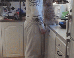 15309800885695 1njhot Kitty Kisses