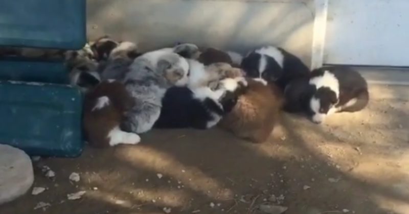 15314984871813 800x420 1457116102 This Is The Adorableness That Happens When You're Surrounded By 18 Australian Shepherd Puppies