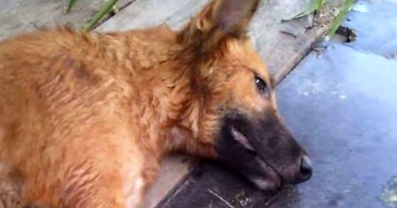 15322760946715 800x420 1470319213 Sweet Dog Is Extremely Excited To Walk Again Thanks To His New Prosthetic Legs