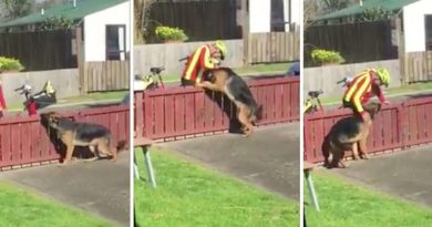 15327080987441 800x420 1470239738 Mailman And Huge Dog Have A Wonderful Friendship That Will Warm Your Heart