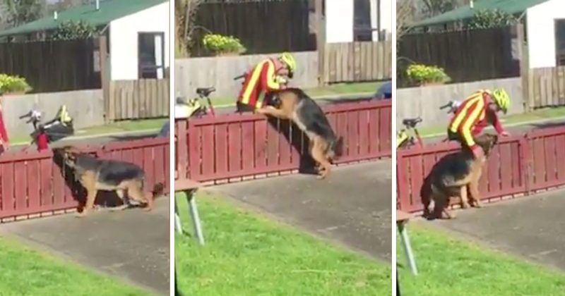 15327080987441 800x420 1470239738 Mailman And Huge Dog Have A Wonderful Friendship That Will Warm Your Heart