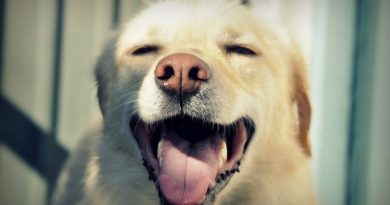 15372008443639 800x420 1472586971 23 Dogs That Are The Happiest They Could Ever Be