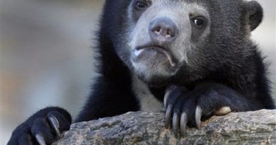 1539879232978 5wf6f Confession Bear: I'm feeling especially hopeless tonight that I'll never feel in love again.