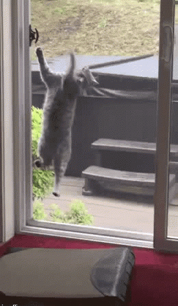 15402248345976 1pzpjw Who Let The Cat In