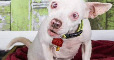 15406568375485 pgz78xxxoh My Local Dog Rescue Just Posted This Dog For...