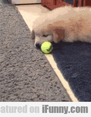 9d0c195d34b314da273d1a5063bab9f9 Puppy Playing With Tennis Ball For The First Time