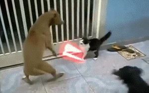 cat wars.