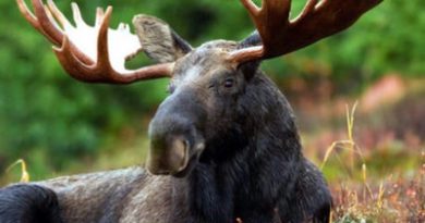 15461000374317 uhpkndawai Moose Points Vt. Police...