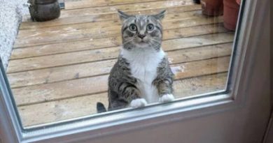 15468776368256 jh8xay2nx7 My Poor Cat Learning What Rain Is