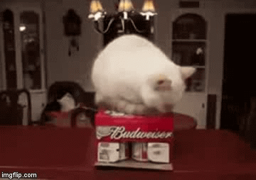 9e73ce7c9717119e7c6a8568708c76f5 When You Own A Cat, Your Possessions Are No Longer Yours! Cats Can Be Real Jerks! Thanks to Craziness_all_the_way!!!