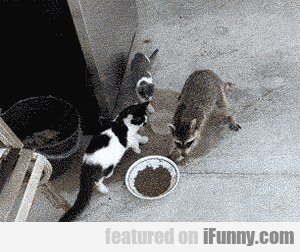 15523208734262 You Saw Nothing Cats