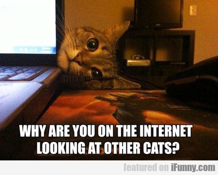 1553271246351 When Your Cat Becomes Overly Attached