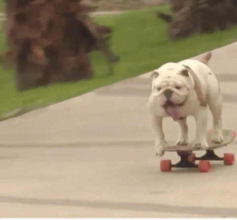 15549130531998 loaqwsr3ot That Dog Is A Better Skateboarder Than I Am!